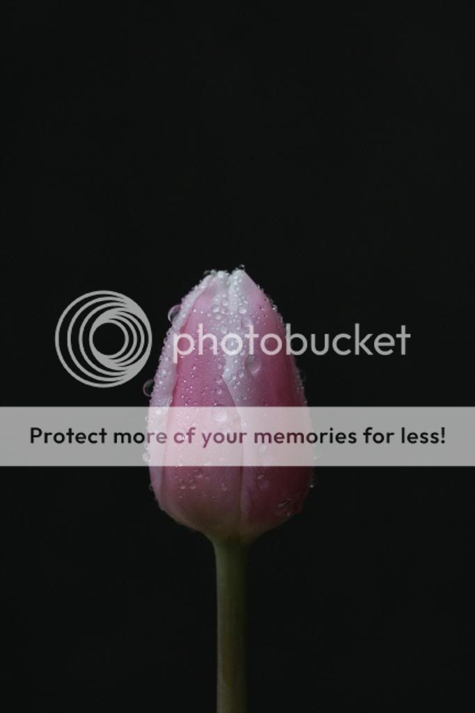 Fotografie