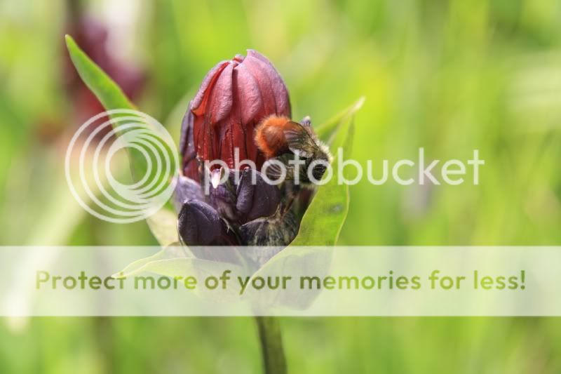 Fotografie