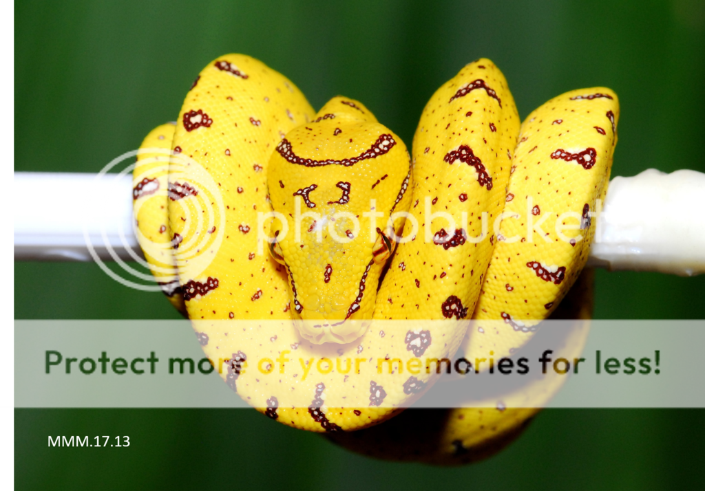 Picture13_zps2qrlb4yu.png
