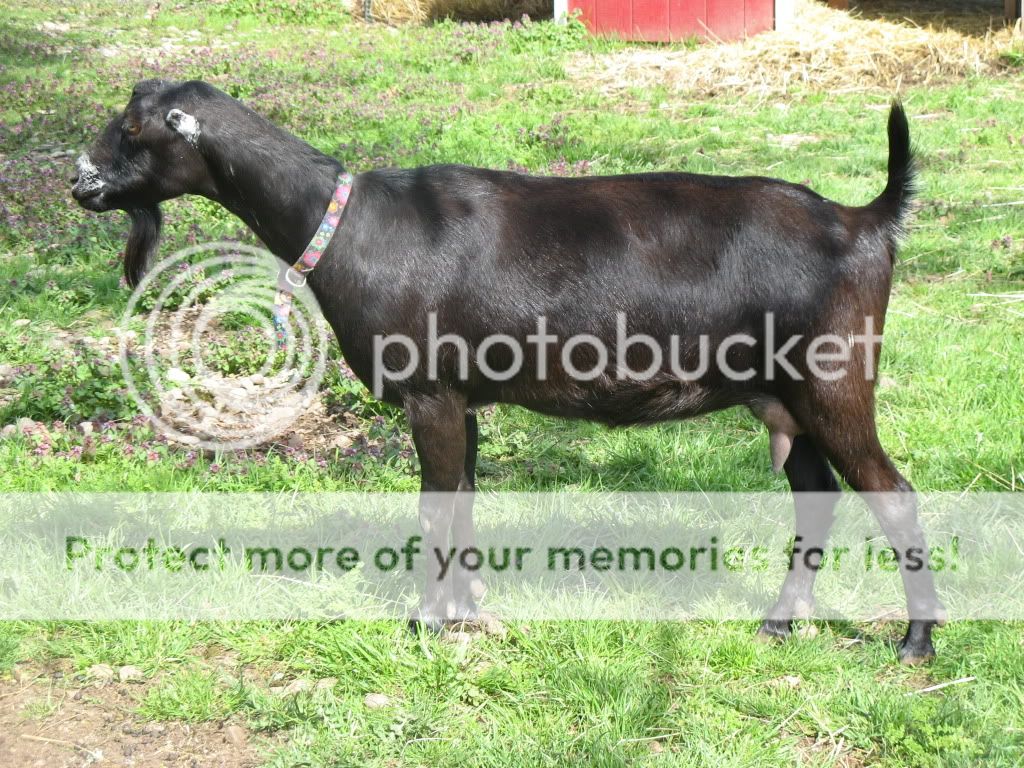 New Lamancha doe! - Goats